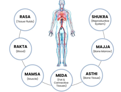 Sapta Dhatus – The 7 Body Tissues